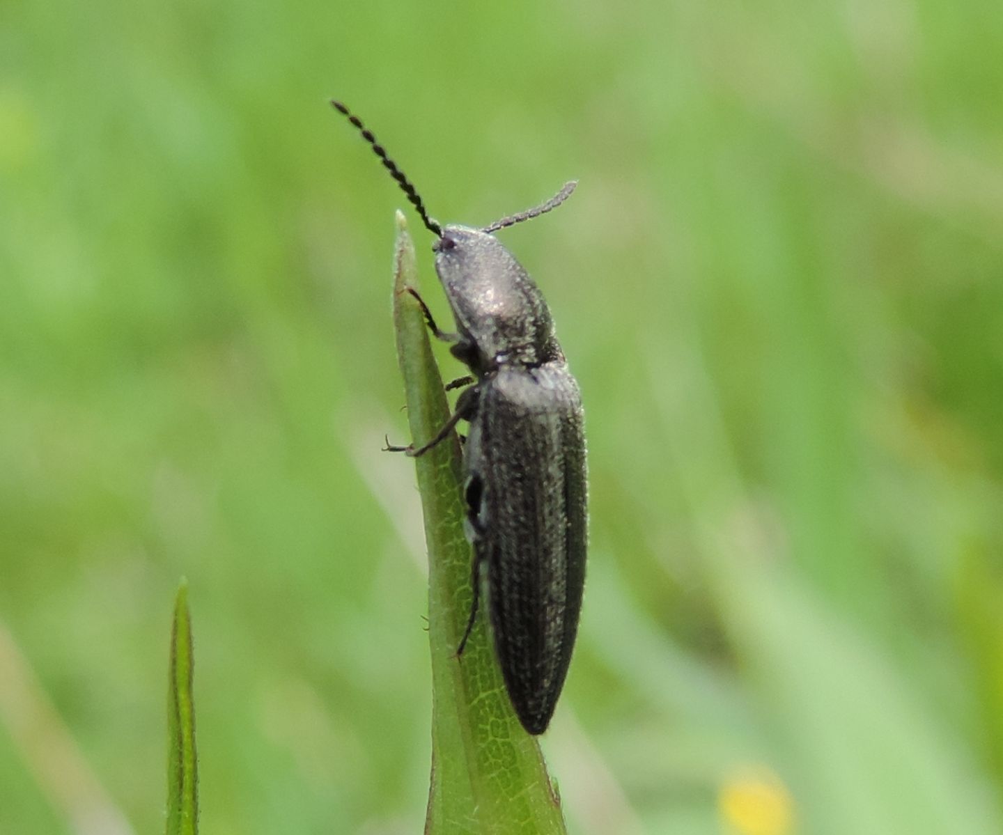 Cidnopus pilosus (cf.)