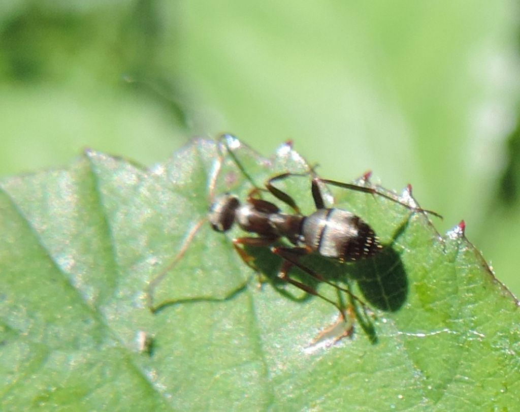 Formica (Serviformica??) sp.