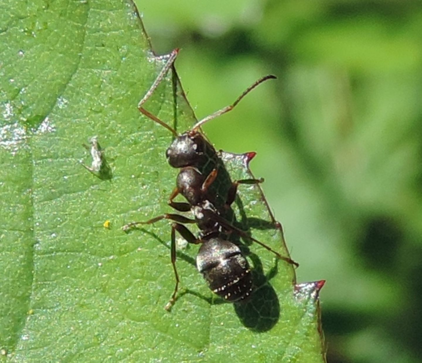 Formica (Serviformica??) sp.