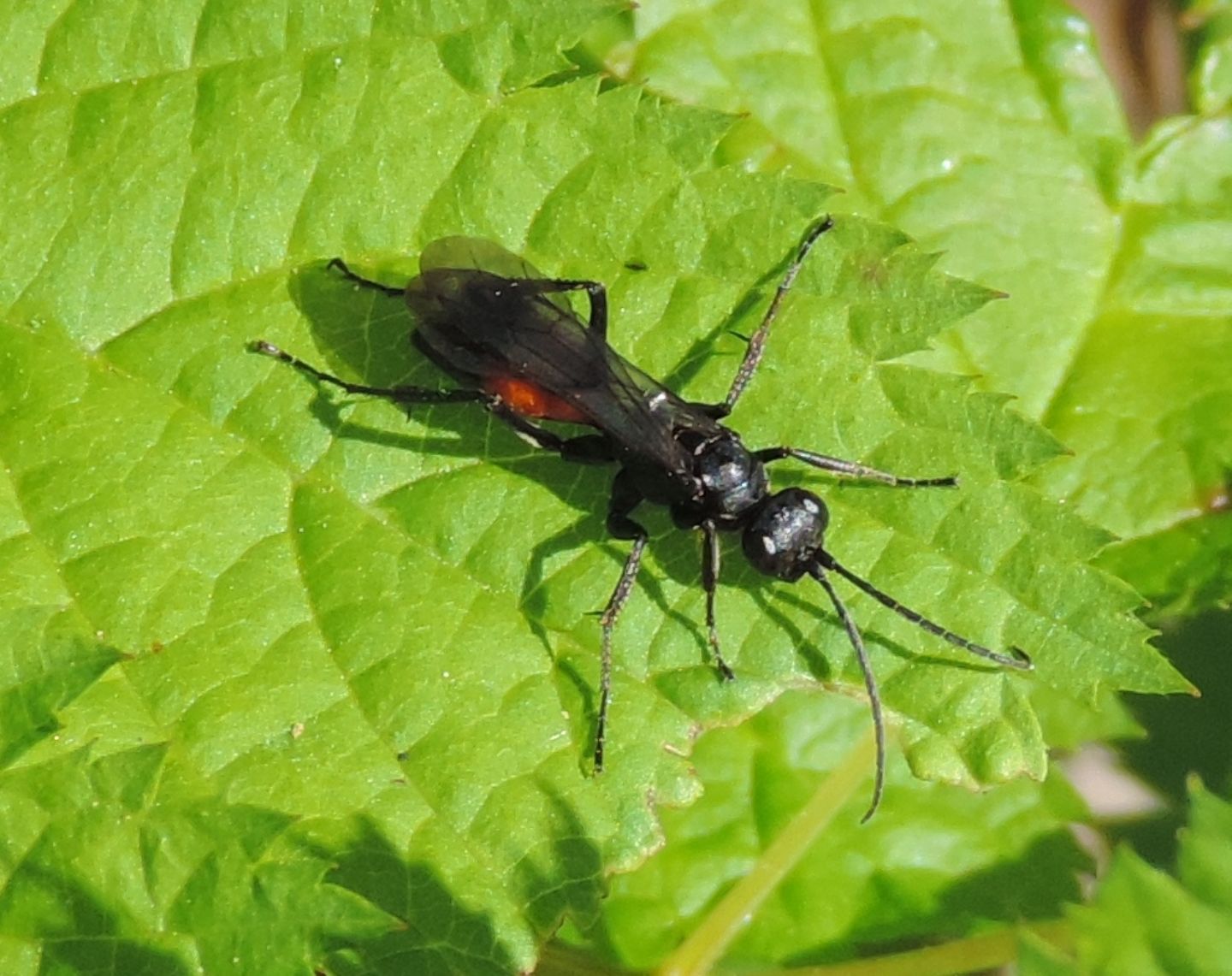 Sphecidae? No Pompiliidae, Priocnemis sp.?