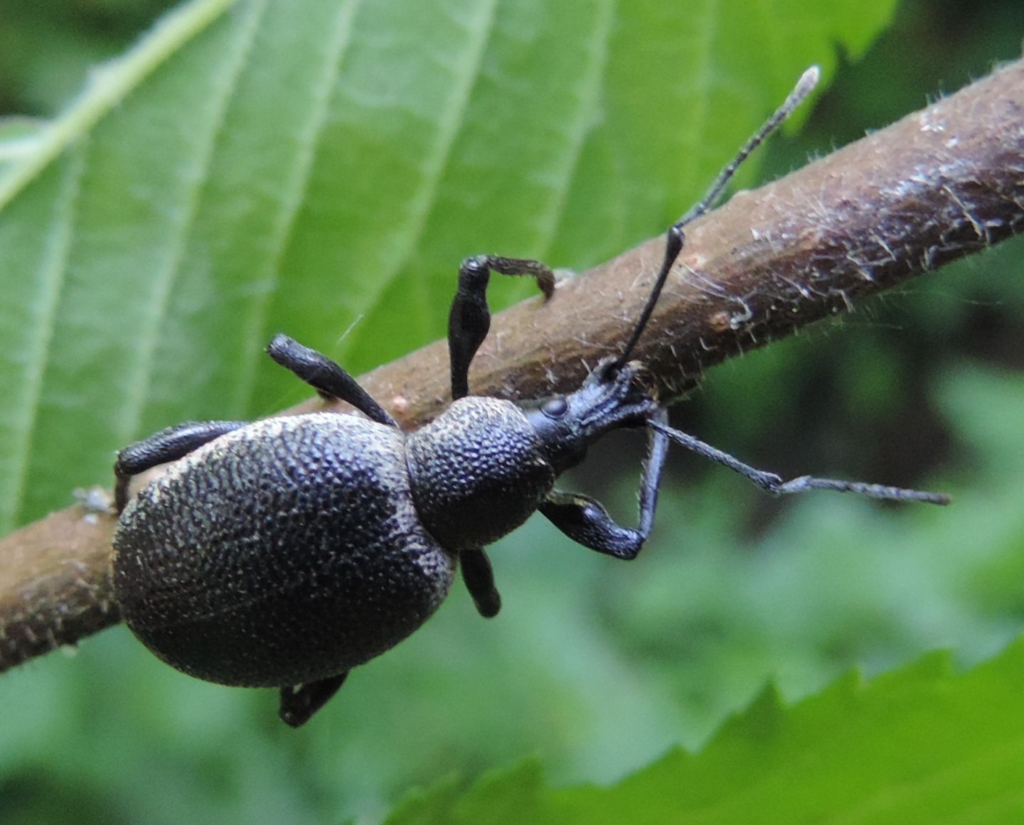 Un altro grosso curculionide - Otiorhynchus cf. vehemens