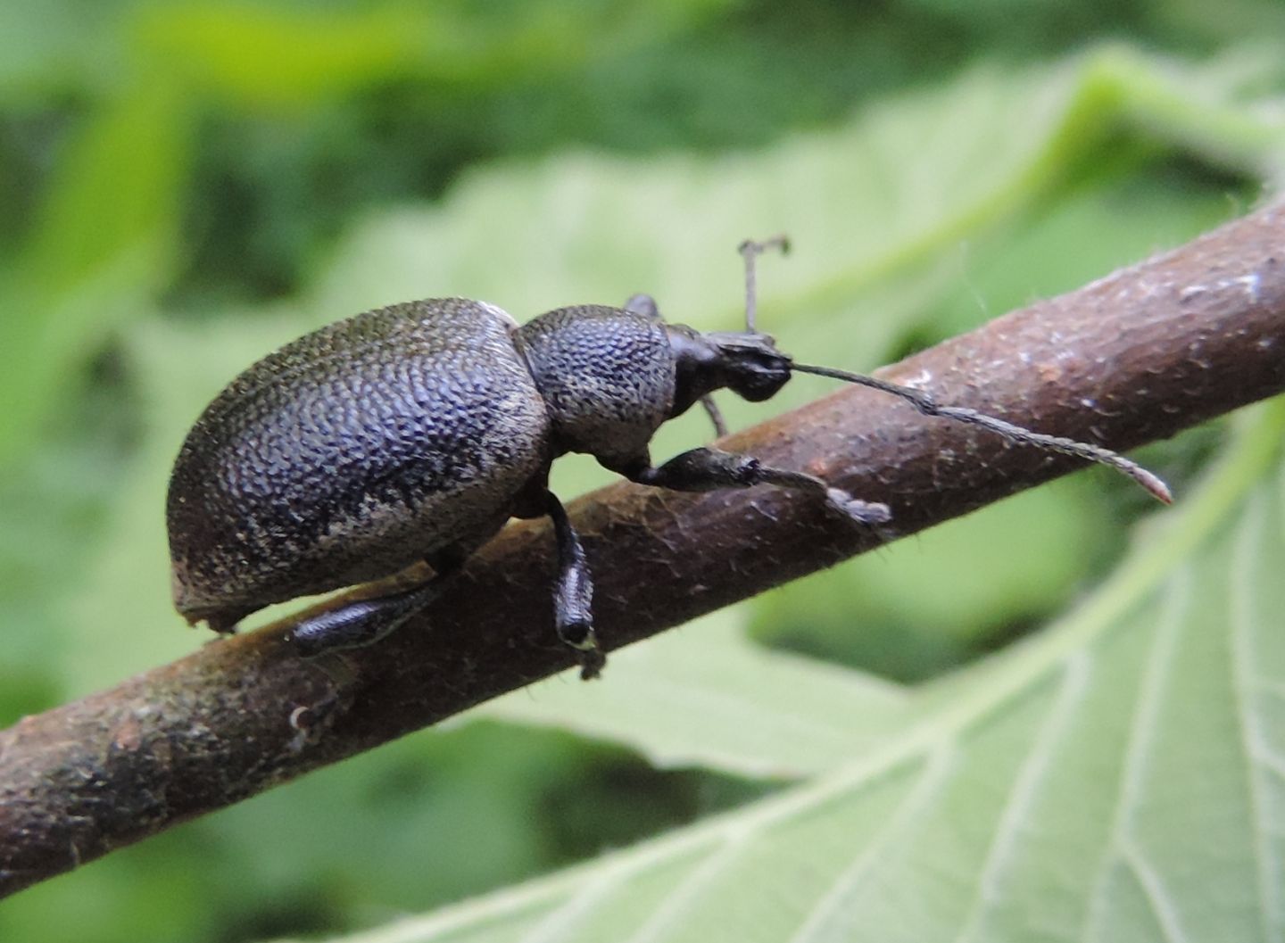 Un altro grosso curculionide - Otiorhynchus cf. vehemens