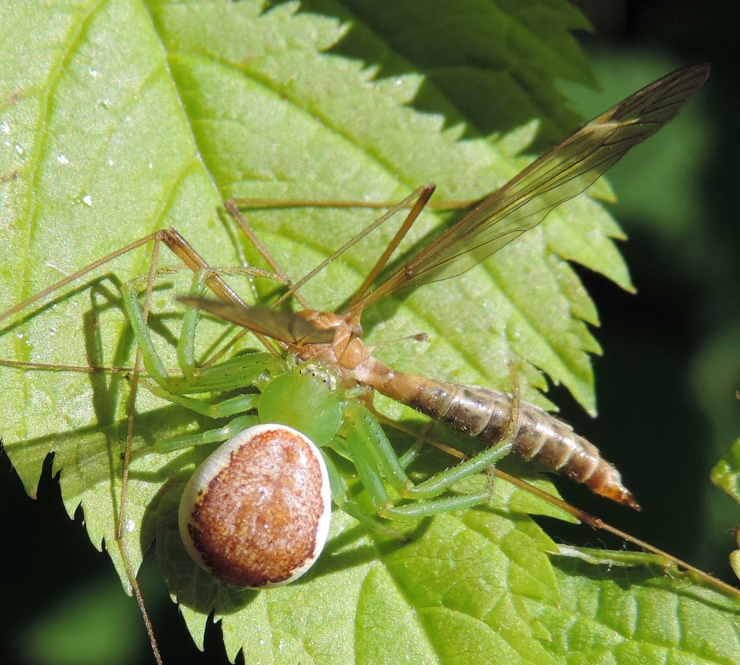 Ebrechtella tricuspidata con preda - Baldissero (TO)