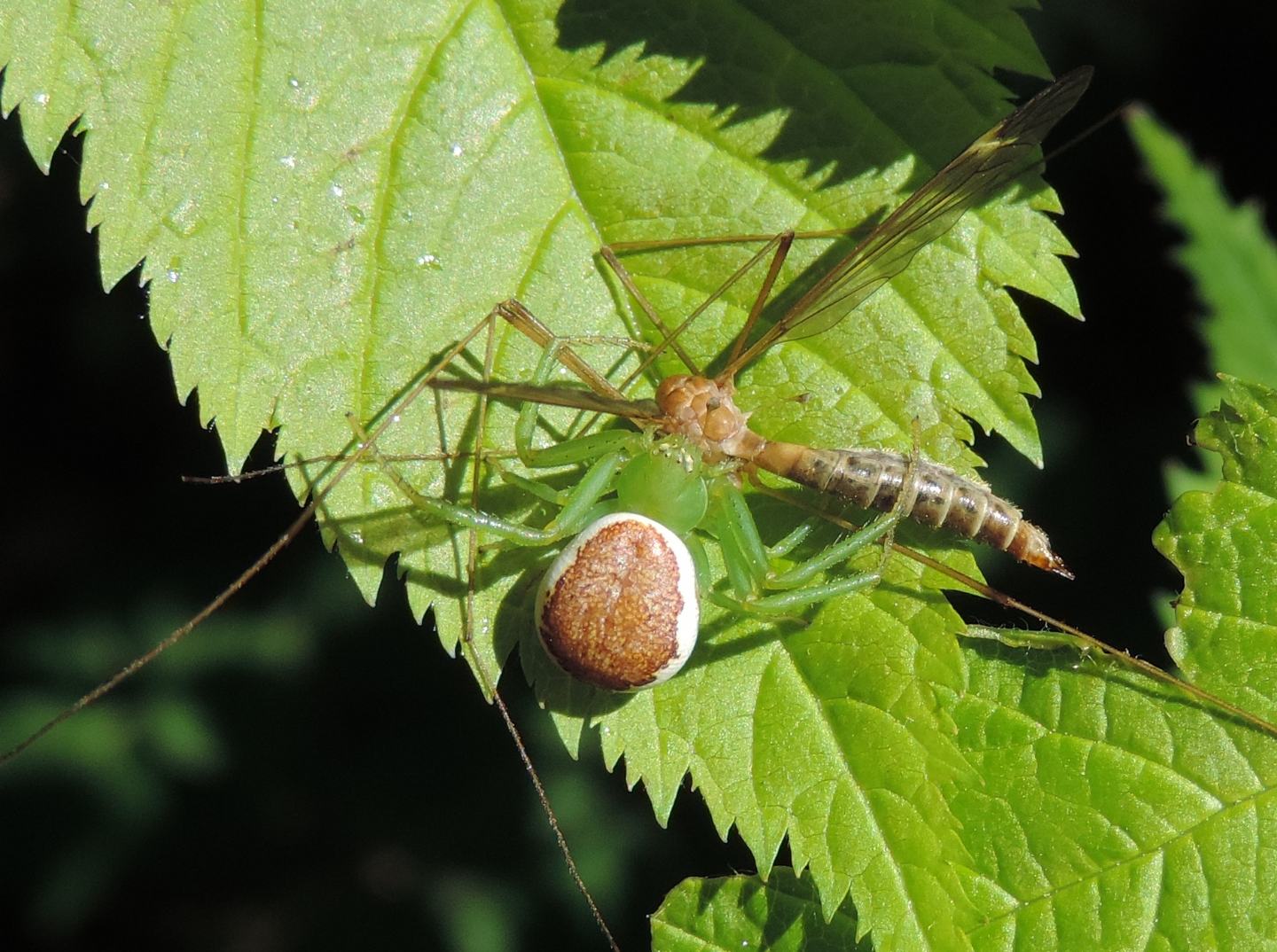 Ebrechtella tricuspidata con preda - Baldissero (TO)