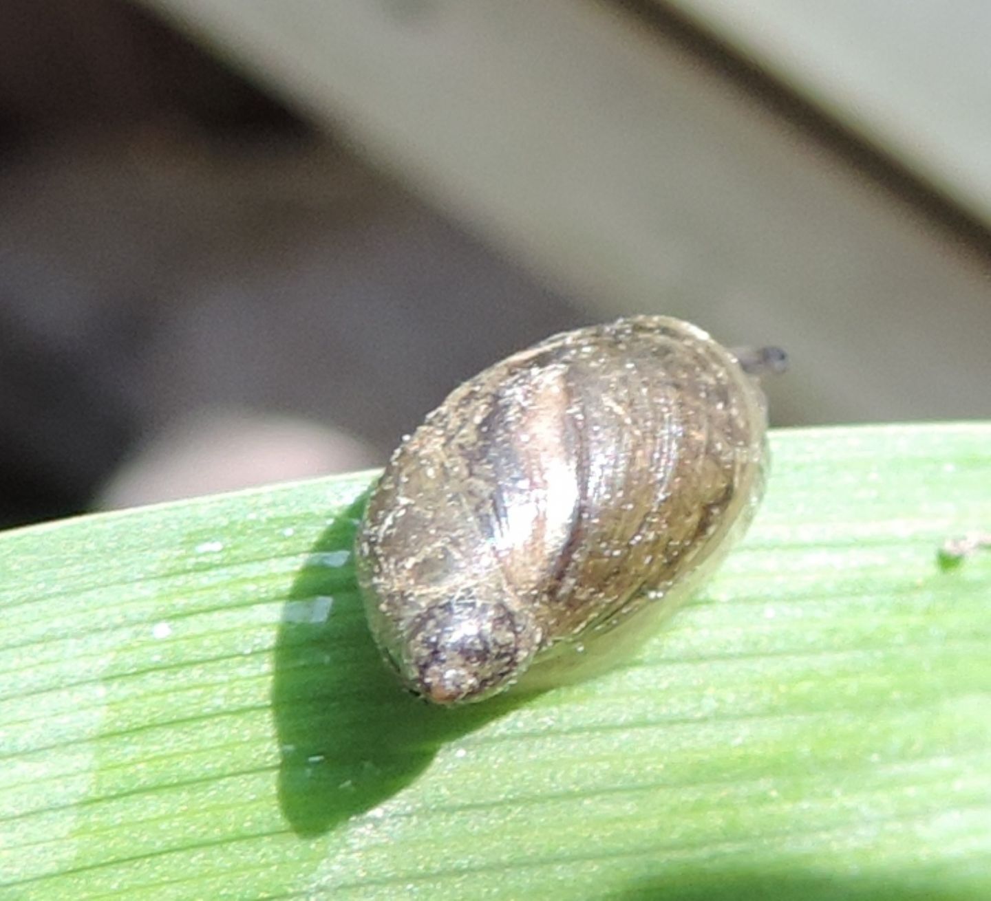 Succineidae? da identificare