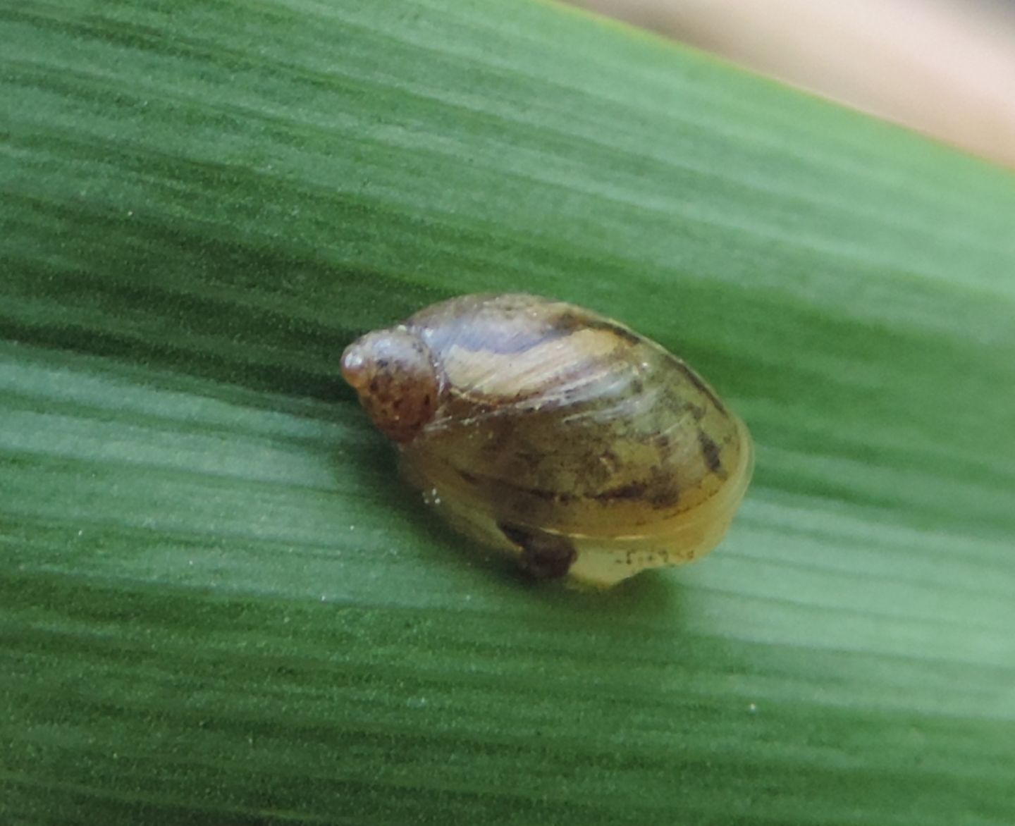 Succineidae? da identificare