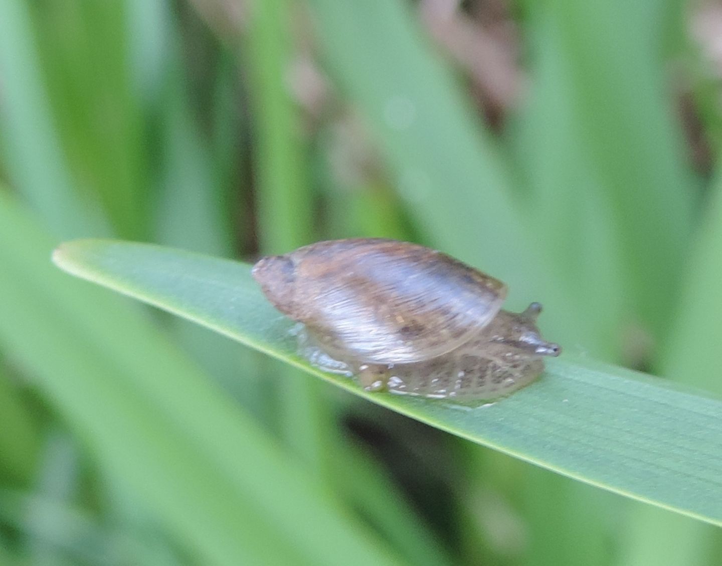 Succineidae? da identificare