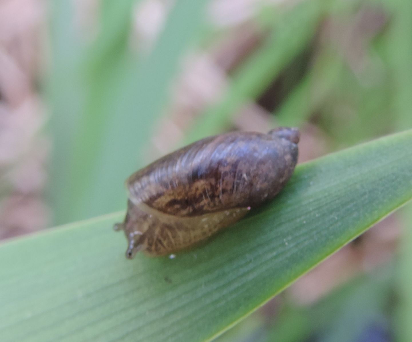 Succineidae? da identificare