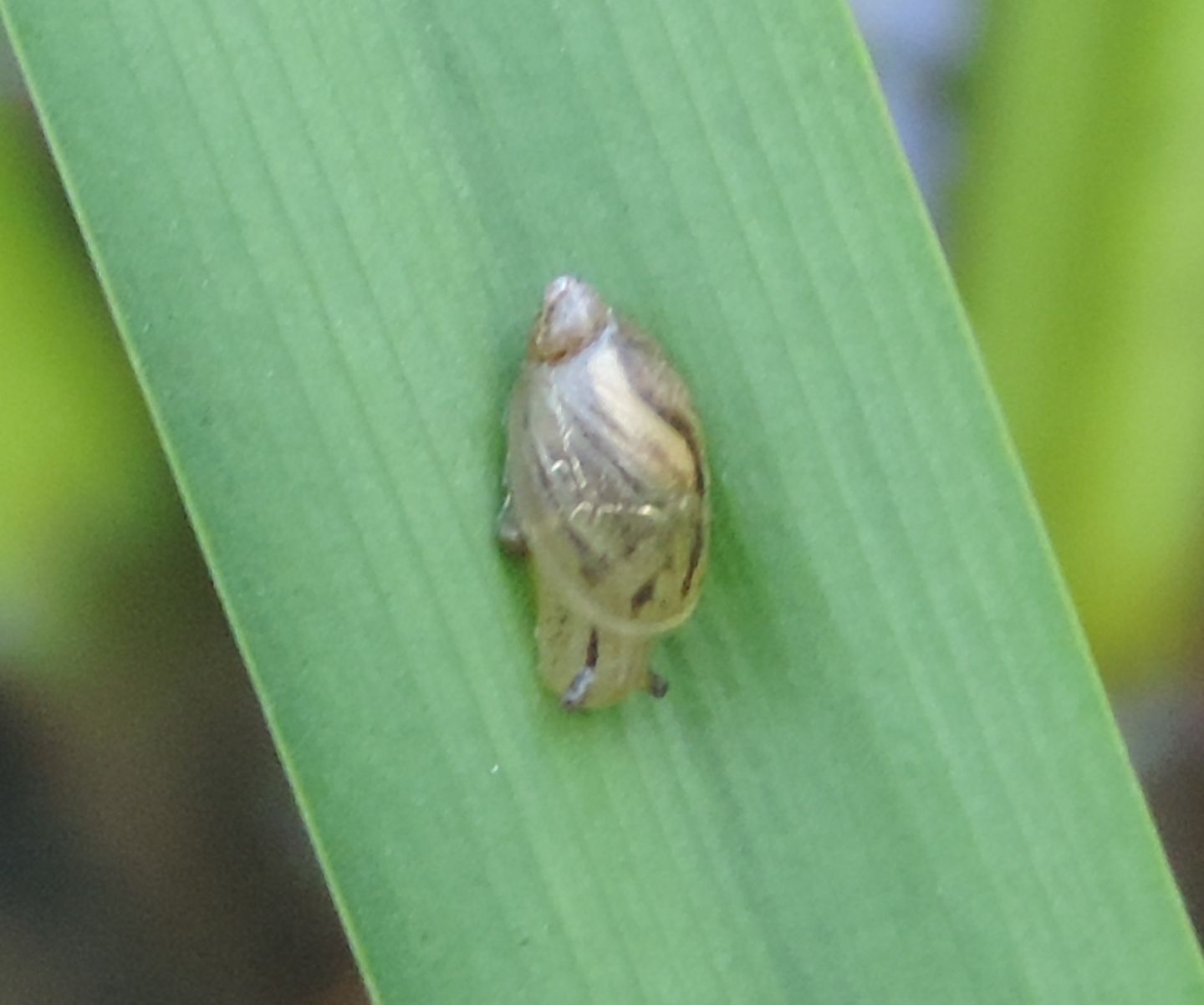 Succineidae? da identificare