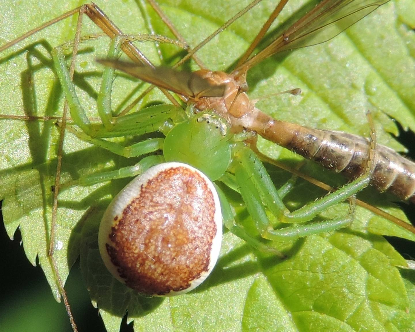 Ebrechtella tricuspidata con preda - Baldissero (TO)