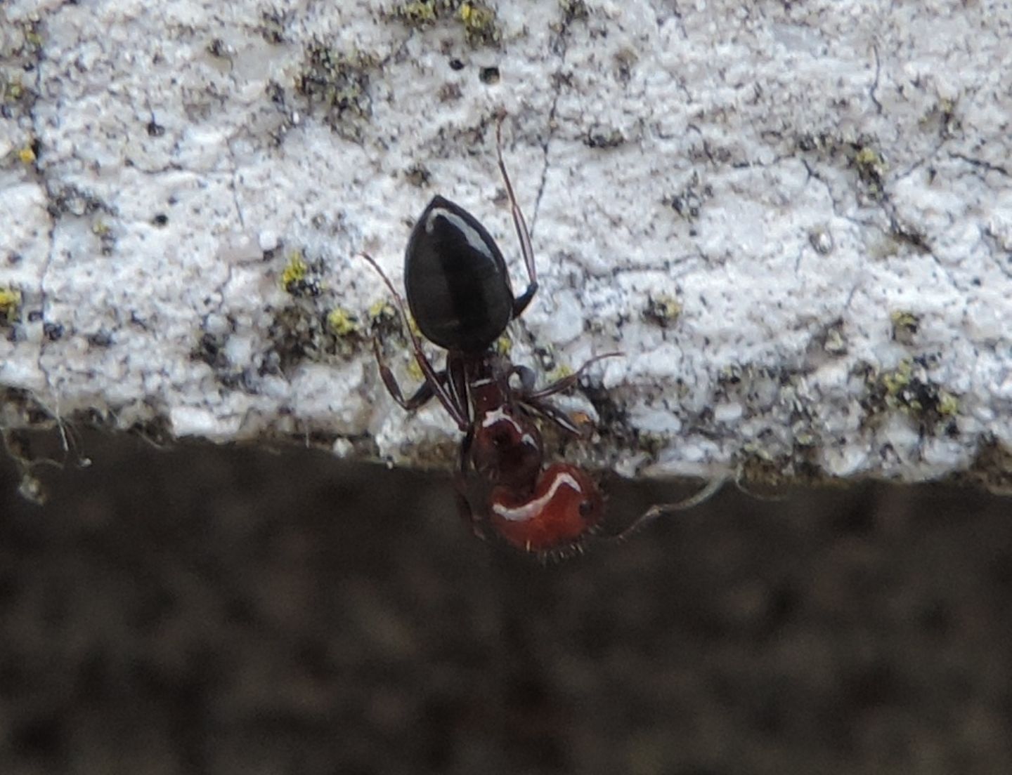 Crematogaster? No. Operaia maggiore di Camponotus lateralis