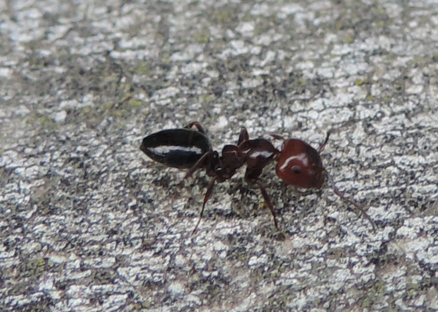 Crematogaster? No. Operaia maggiore di Camponotus lateralis