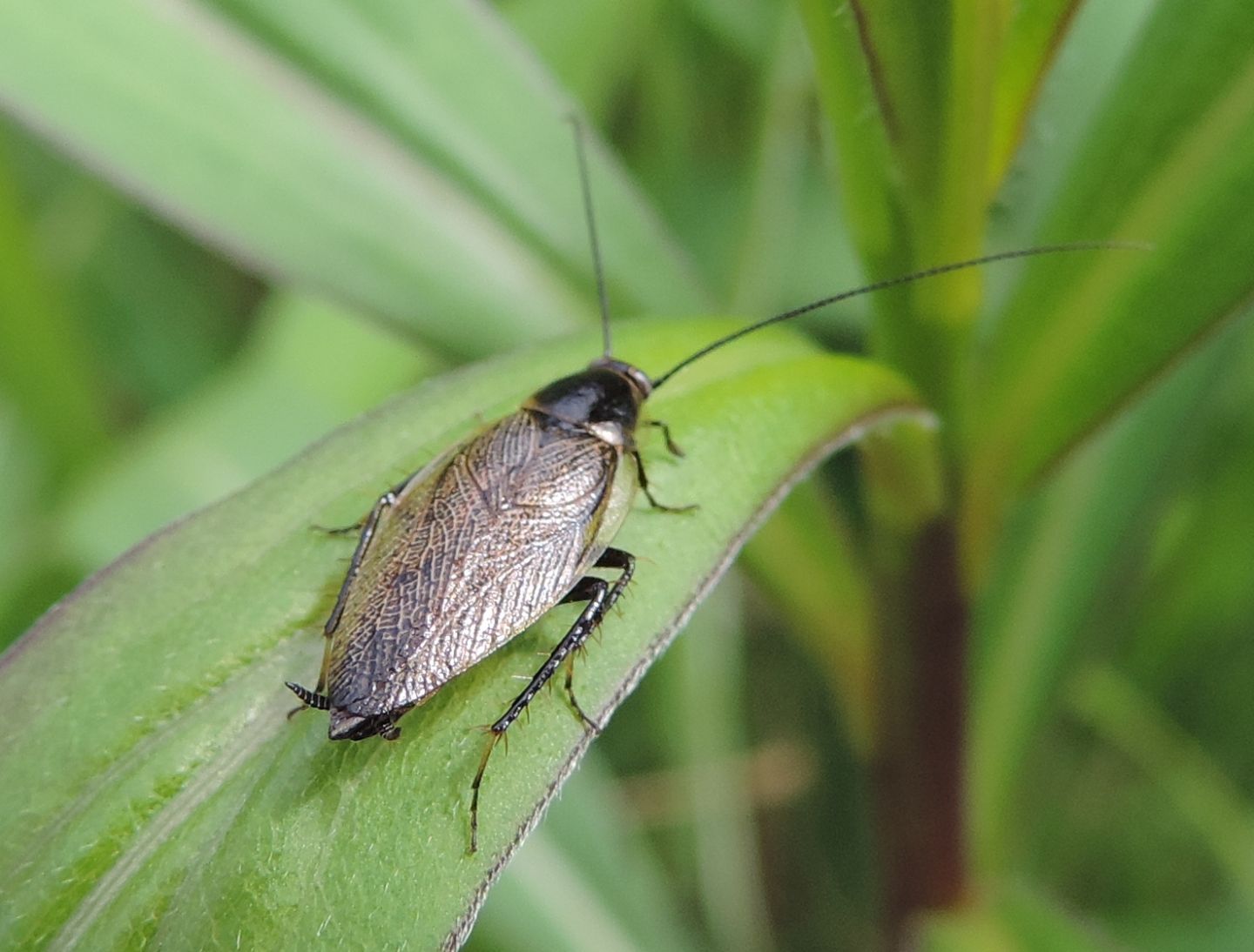 Ectobius cfr. lapponicus maschio