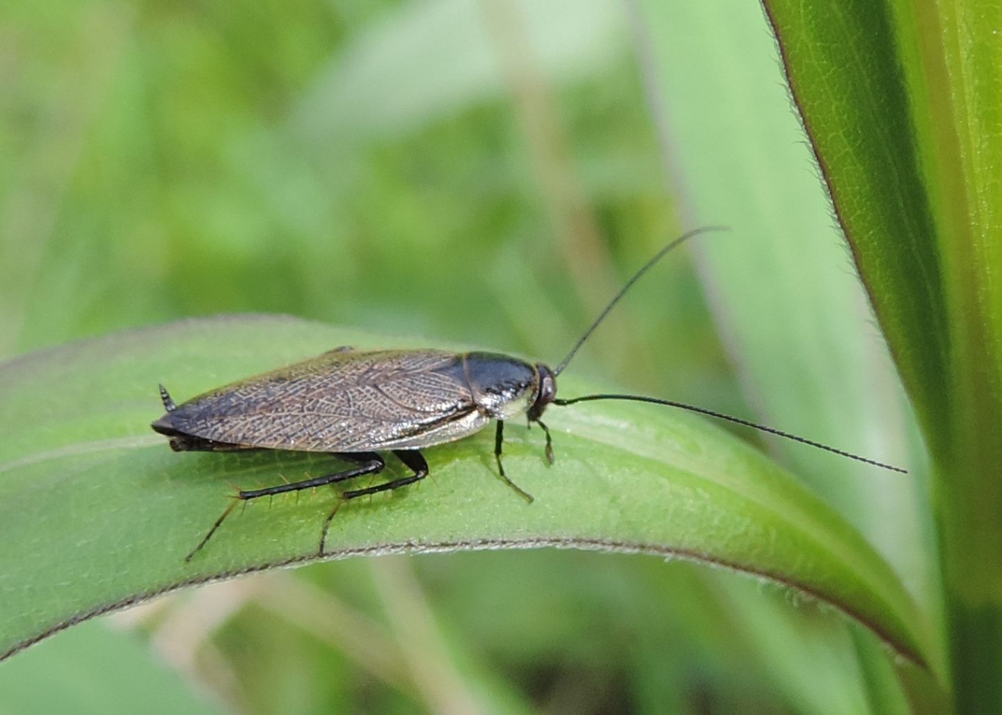 Ectobius cfr. lapponicus maschio