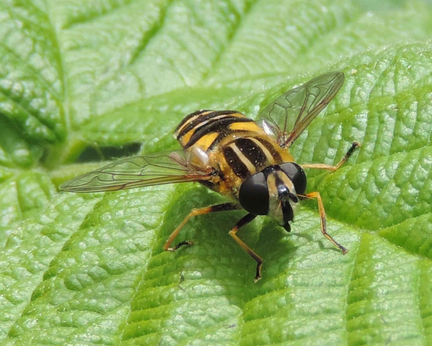 Helophilus pendulus?