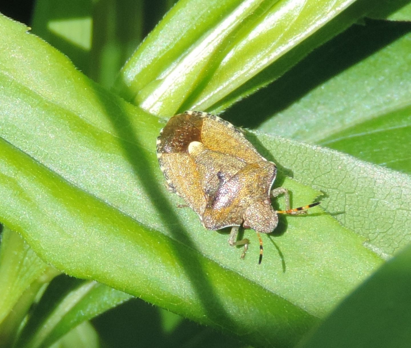 Quale Pentatomidae? Peribalus strictus del Piemonte (TO)