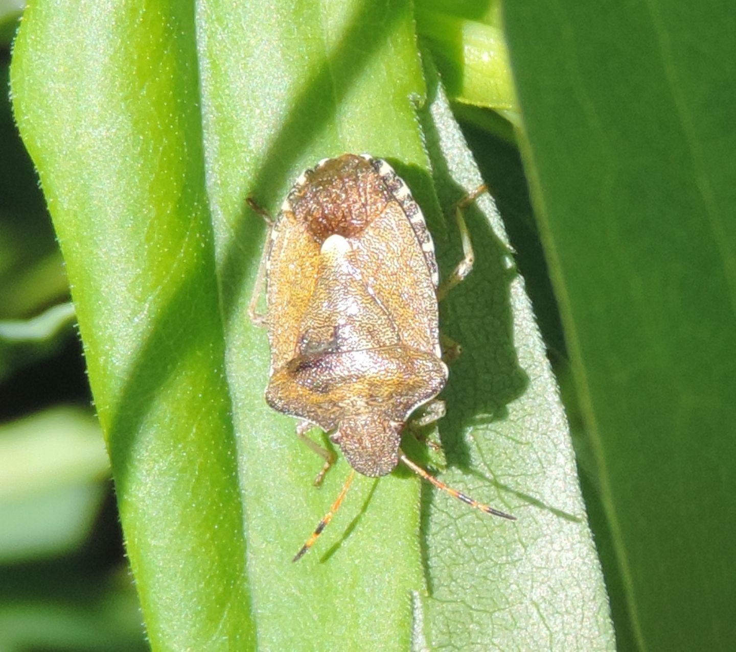 Quale Pentatomidae? Peribalus strictus del Piemonte (TO)