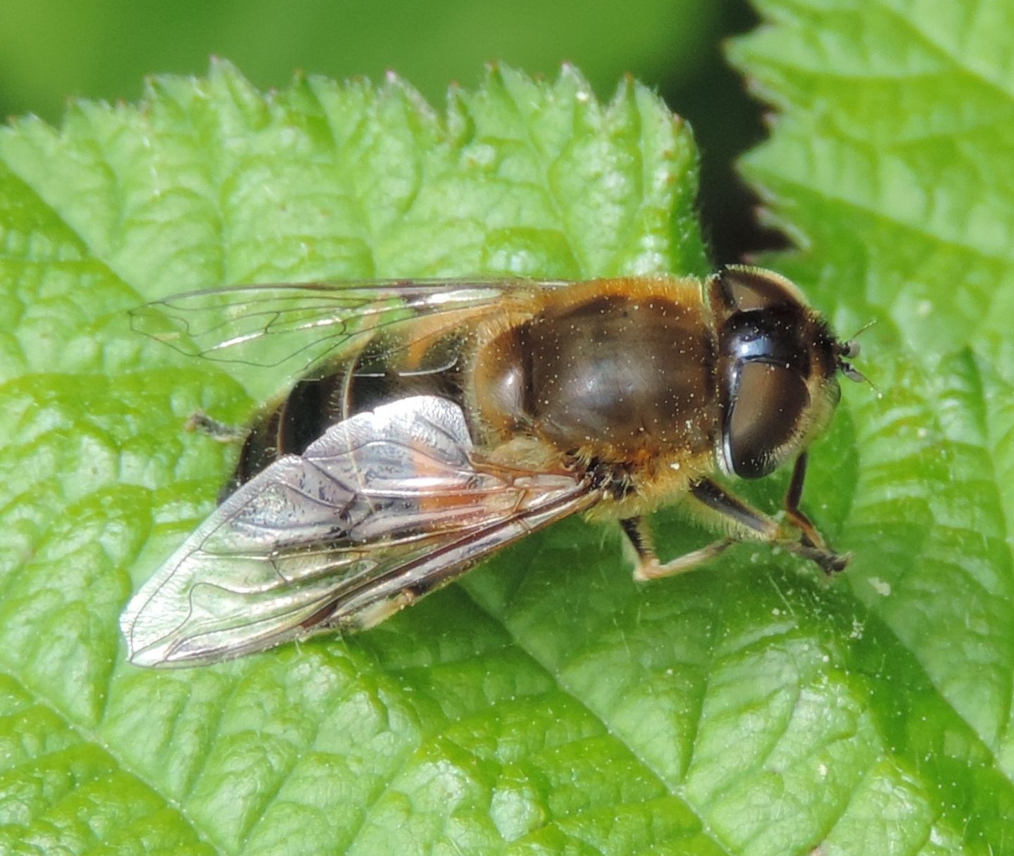 Eristalis?