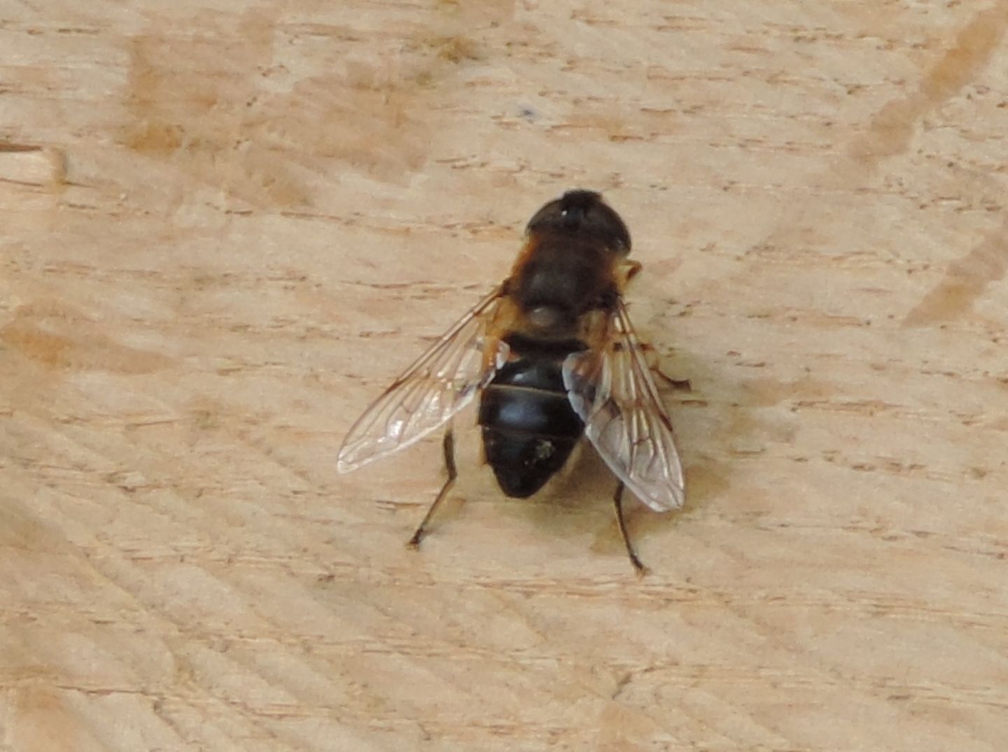 Eristalis?