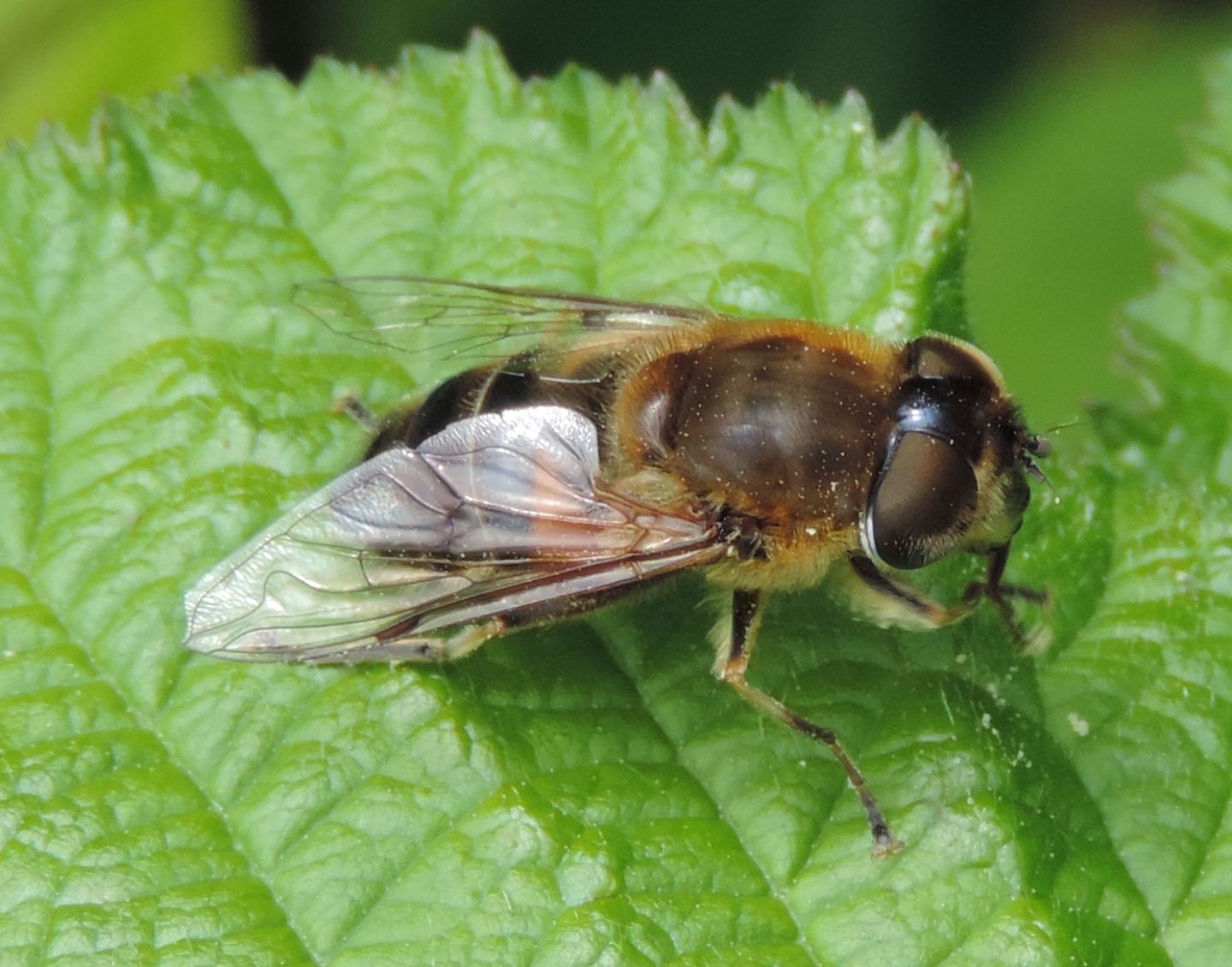 Eristalis?