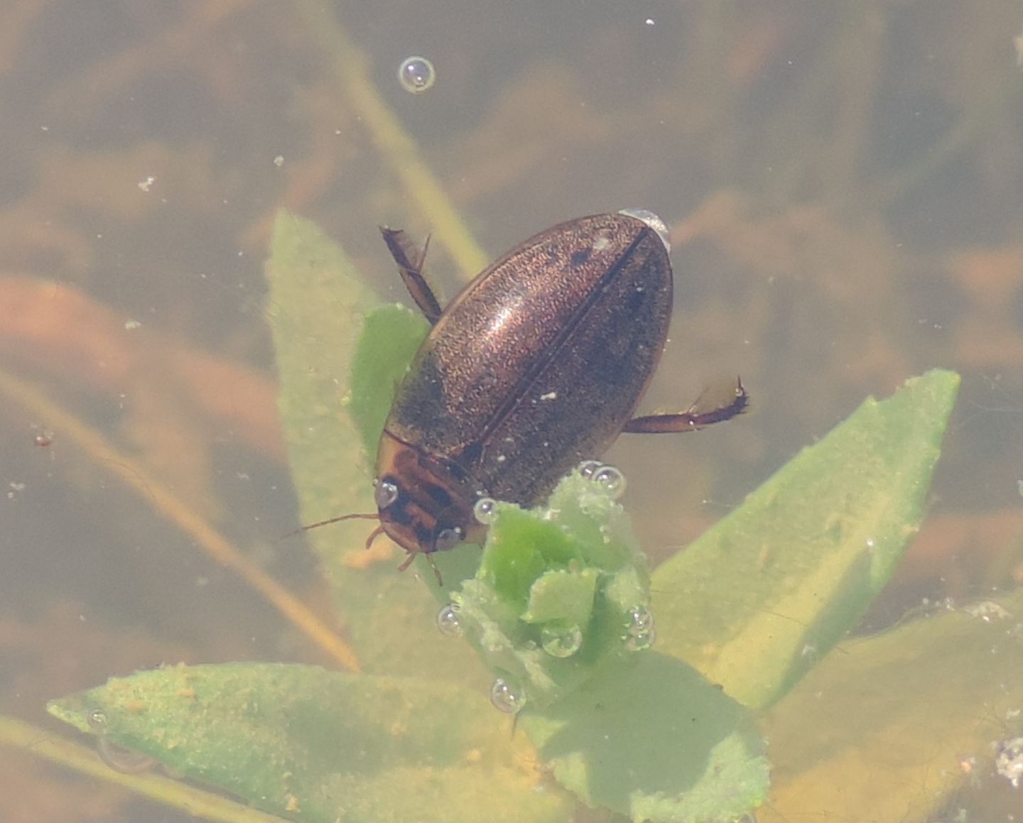 Rhantus suturalis