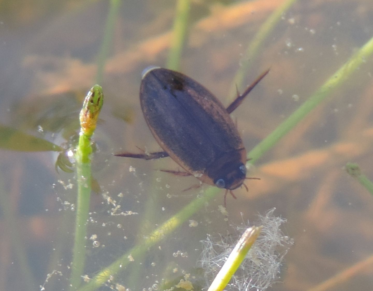 Rhantus suturalis