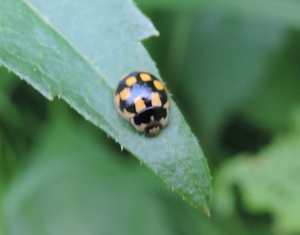 Propylea quatuordecimpunctata