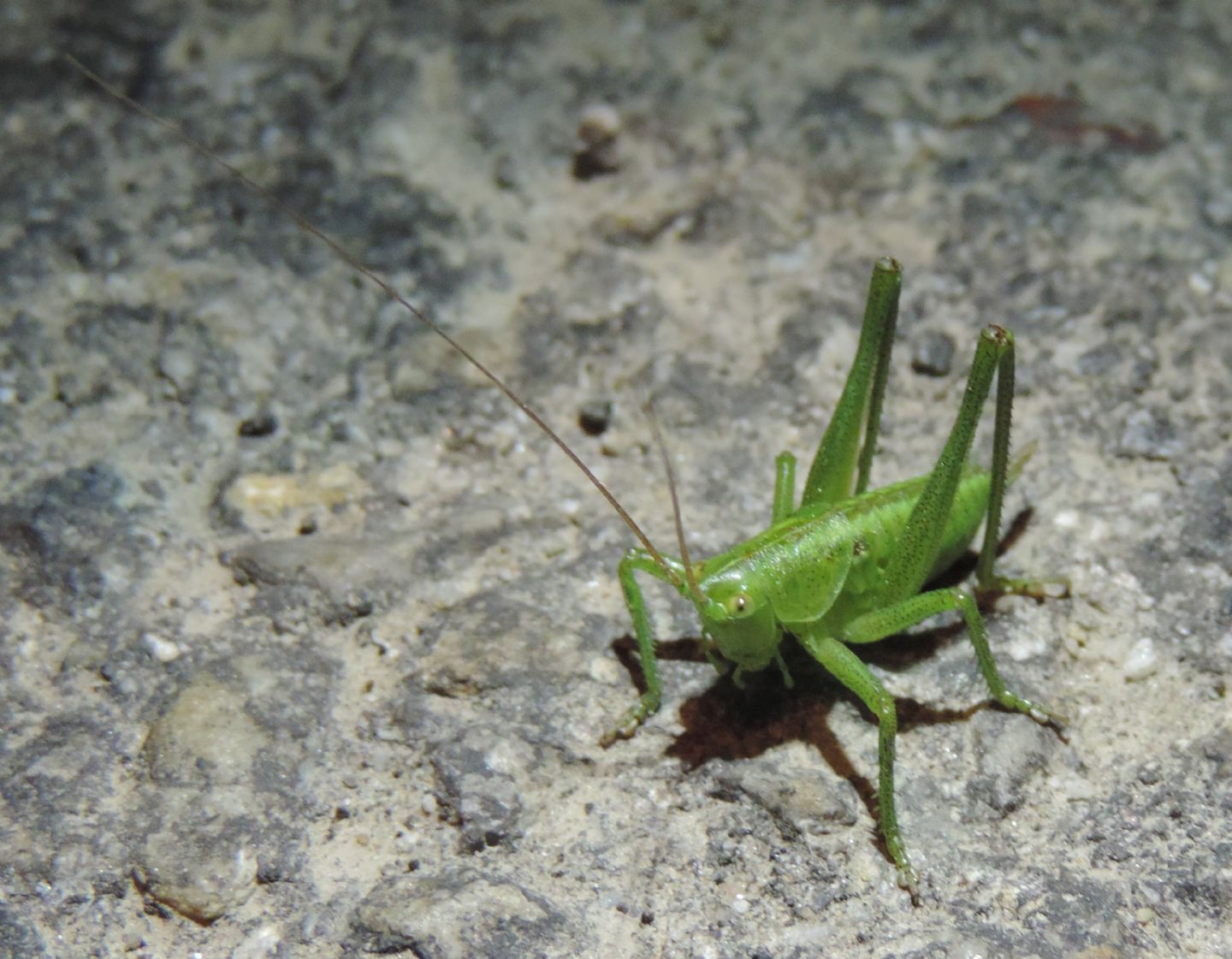 Ninfa di Phaneroptera?No, ninfa femmina di Tettigonia sp.