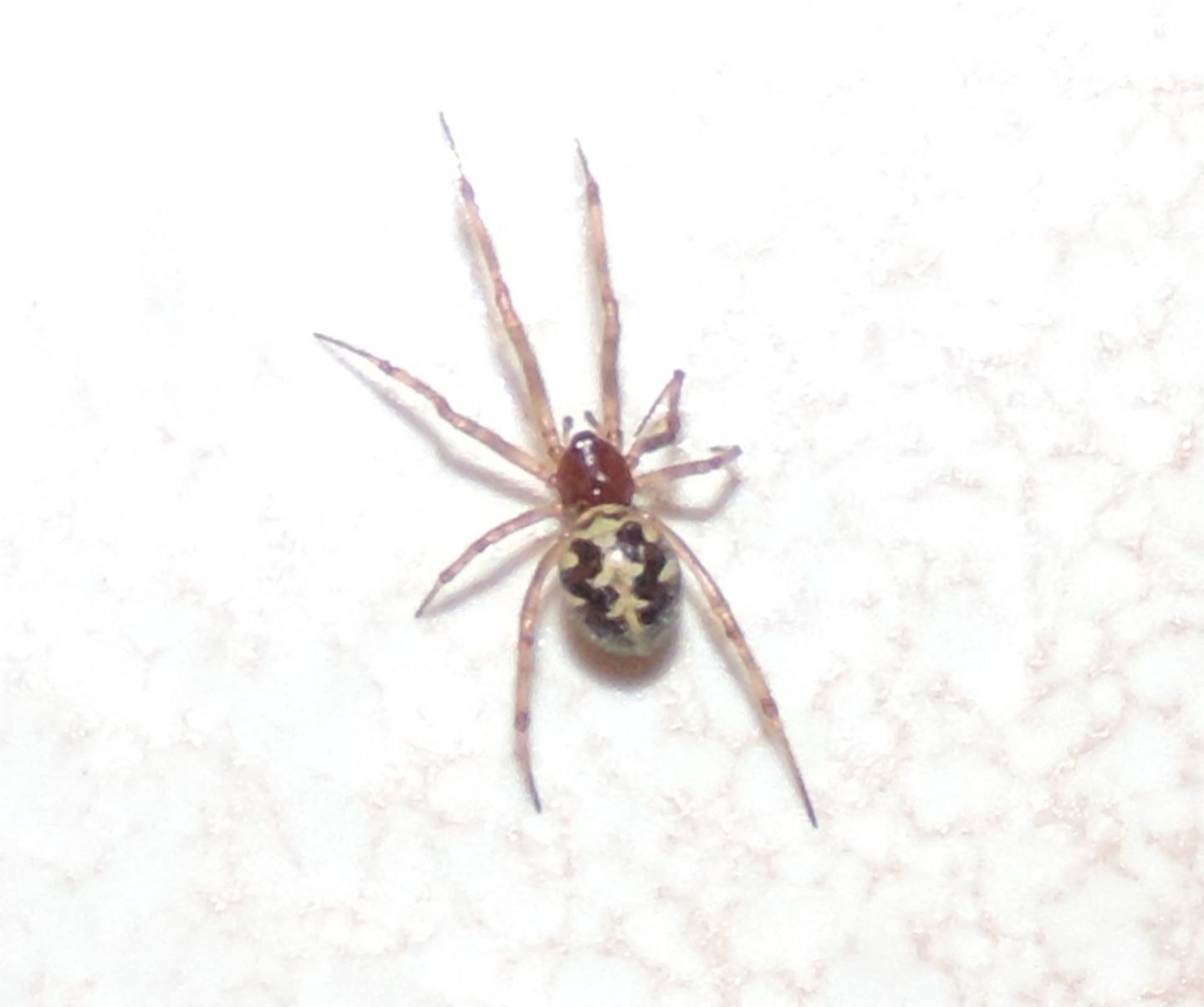 Steatoda triangulosa - Magliano Alfieri (CN)