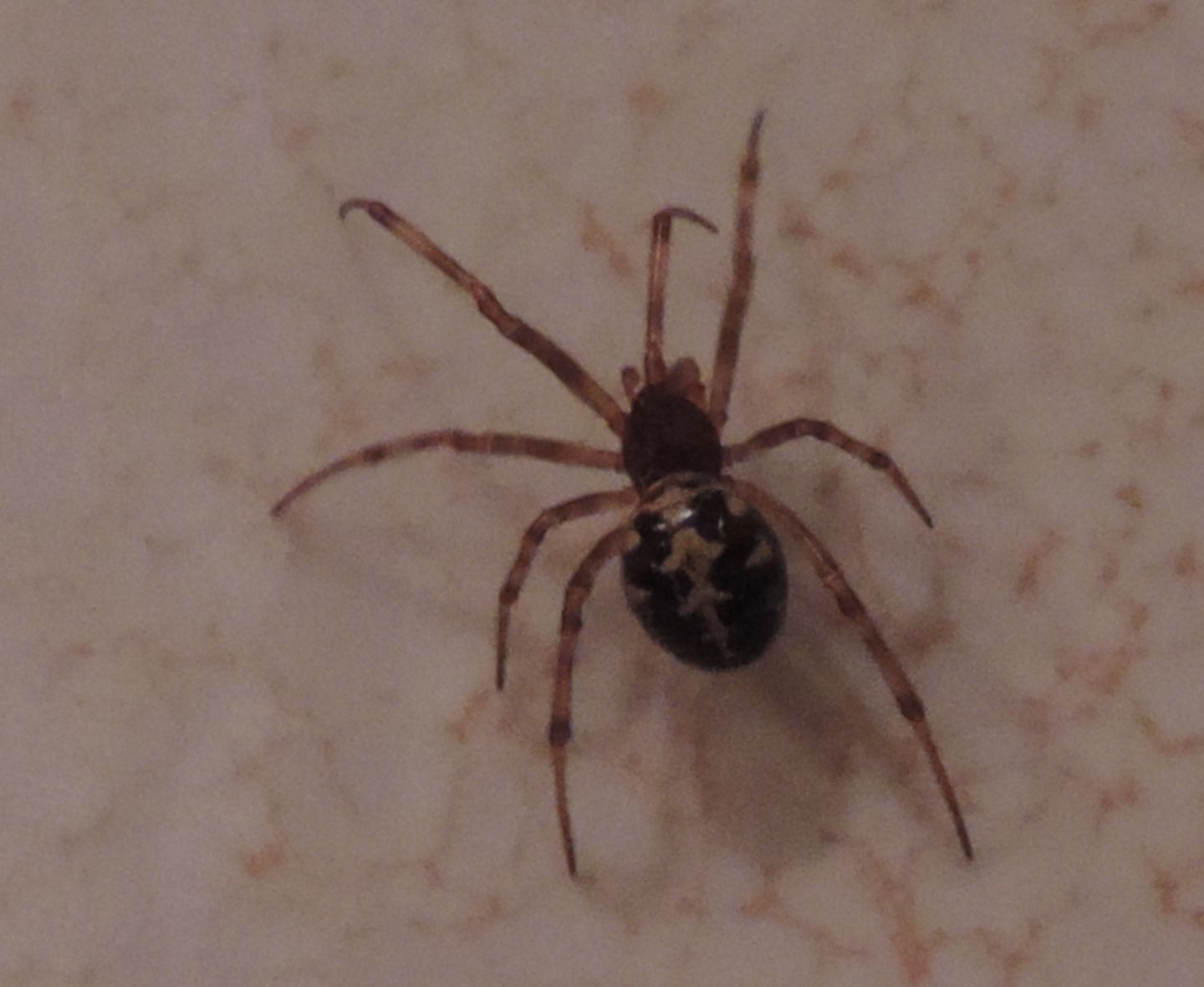 Steatoda triangulosa - Magliano Alfieri (CN)