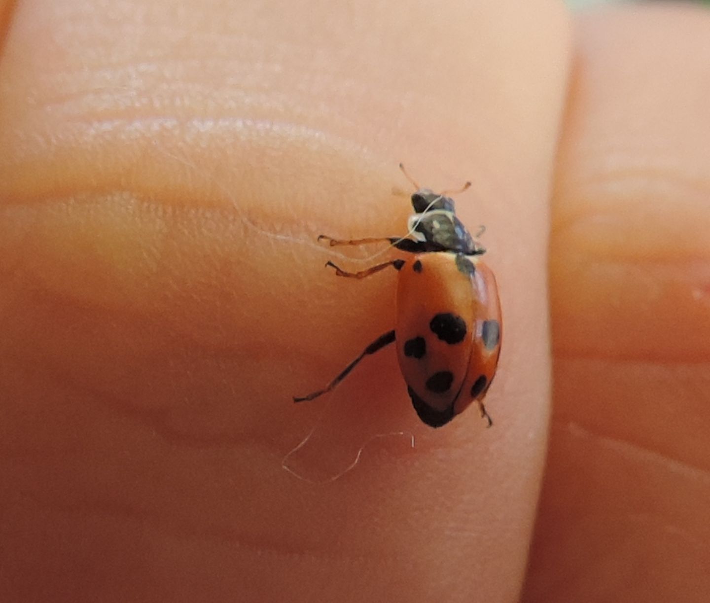 Hippodamia variegata