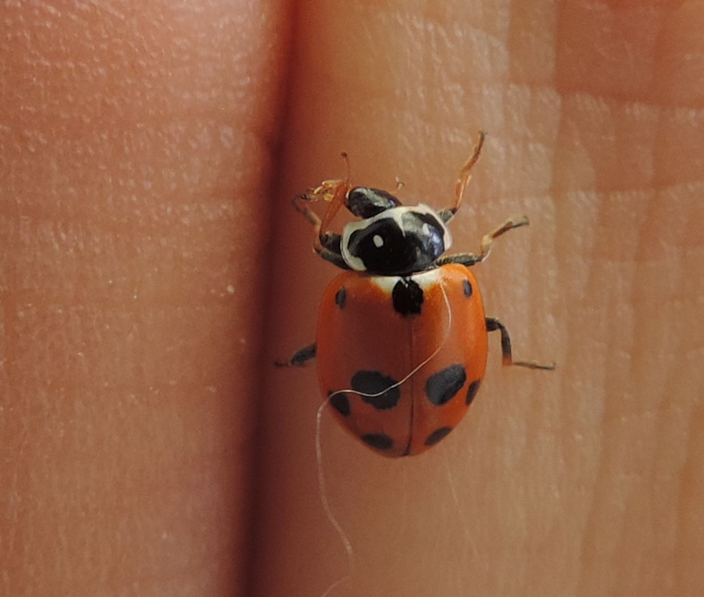 Hippodamia variegata