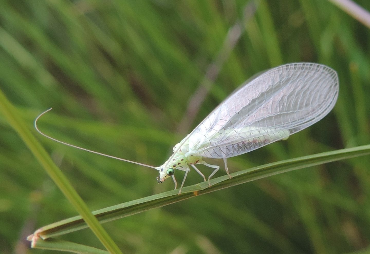 Chrysopidae alpino da identificare