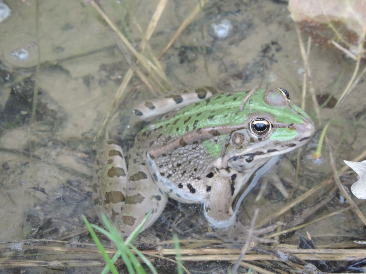 Pelophylax da ID - Pelophylax kurtmuelleri (prov. Savona)