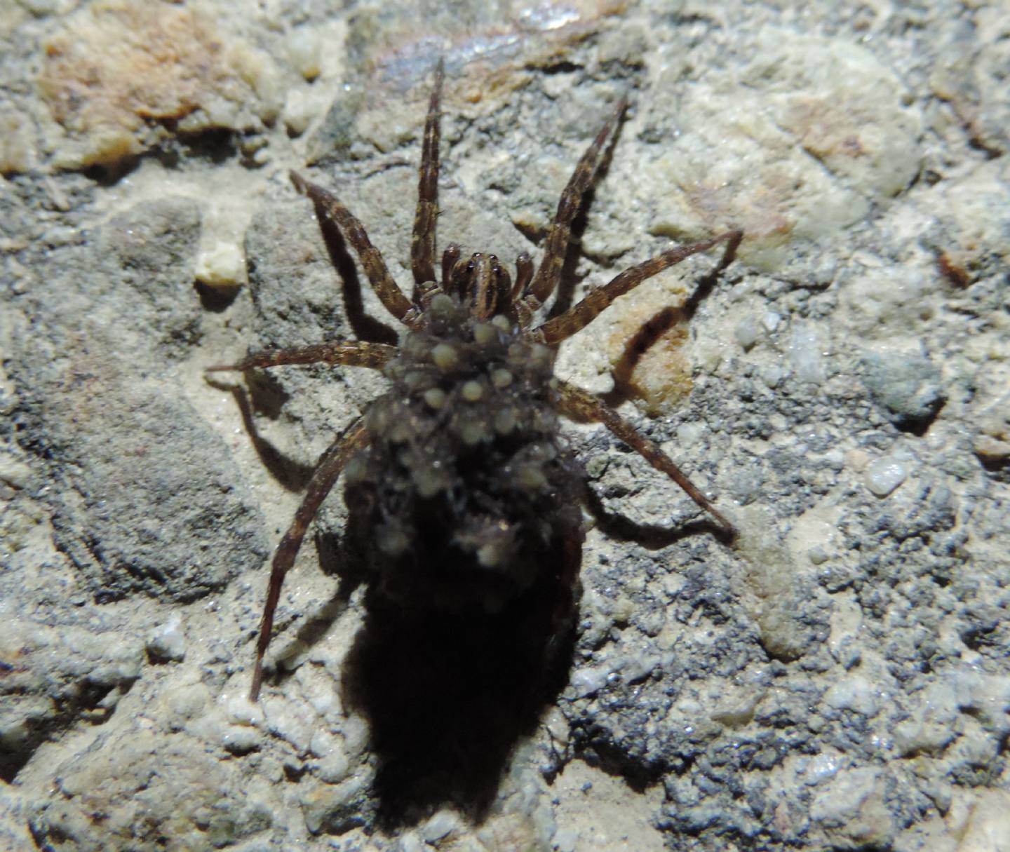 Trochosa sp. - Magliano Alfieri (CN)