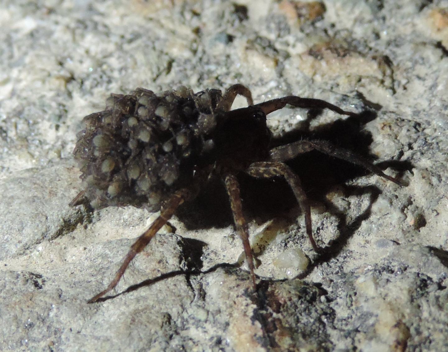 Trochosa sp. - Magliano Alfieri (CN)