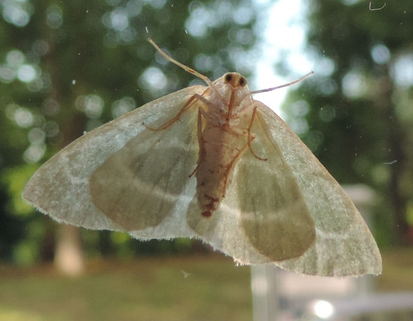 Falena verdolina - Hylaea fasciaria