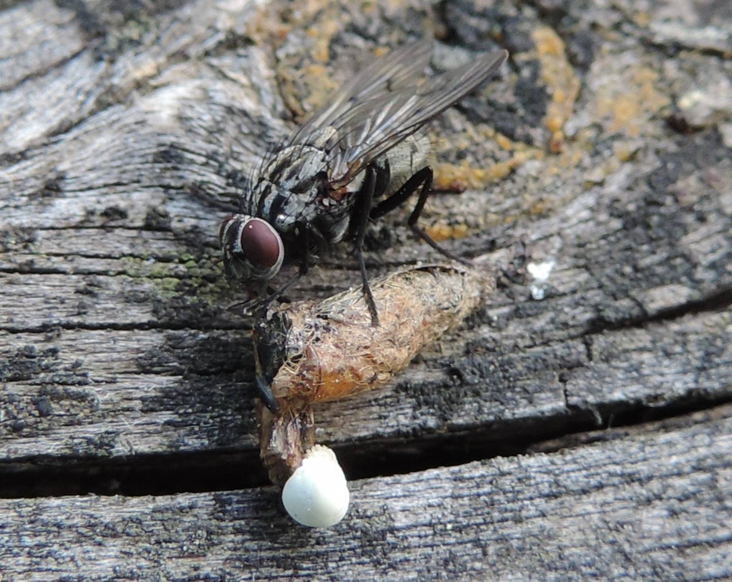 Phaonia cfr trimaculata