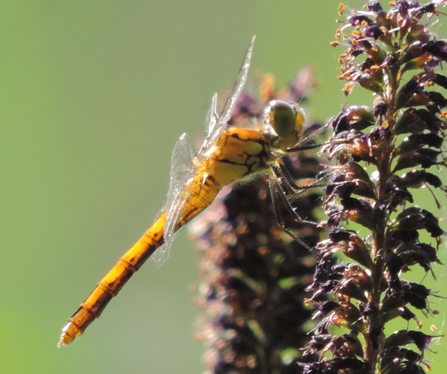 Femmina immatura di Sympetrum fonscolombii?