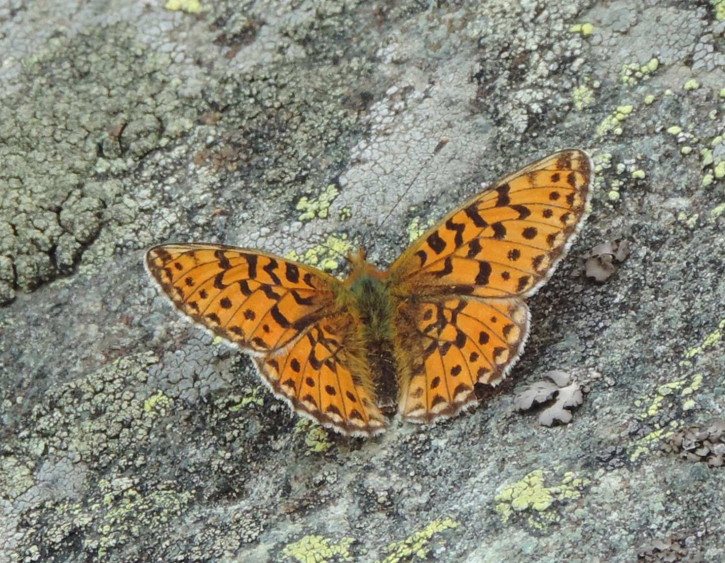 Clossiana? No femmina di Boloria euphrosyne