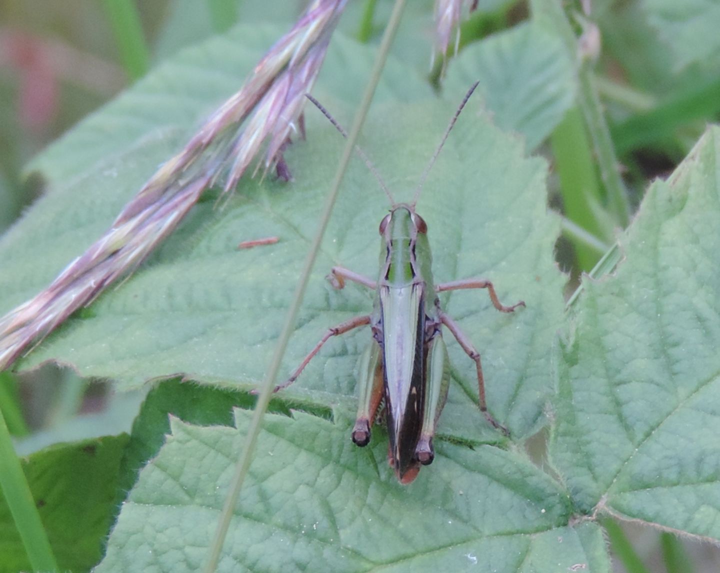 Omocestus viridulus, maschio