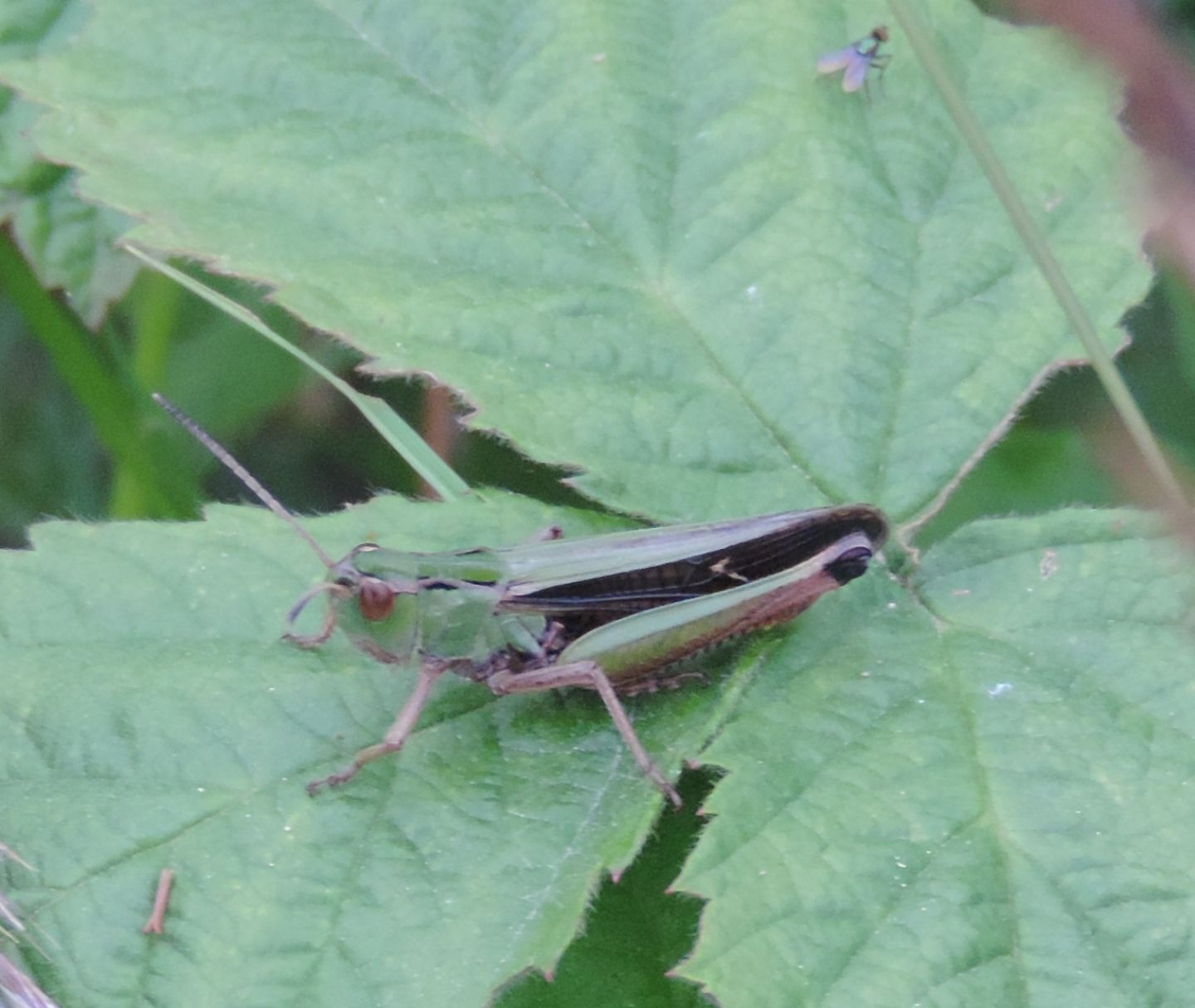 Omocestus viridulus, maschio