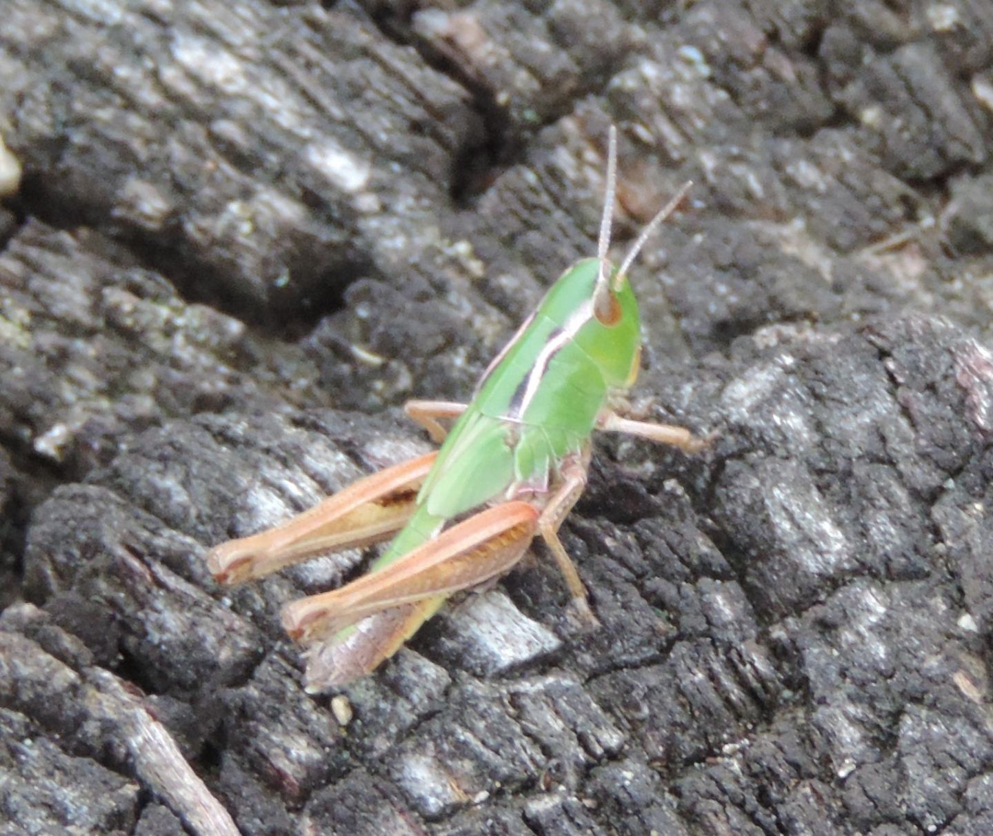 Omocestus viridulus, maschio