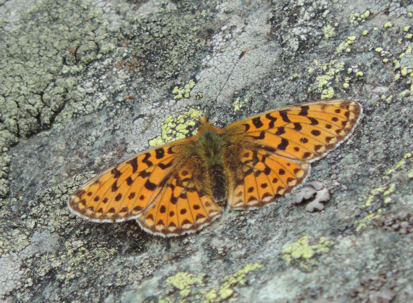 Clossiana? No femmina di Boloria euphrosyne