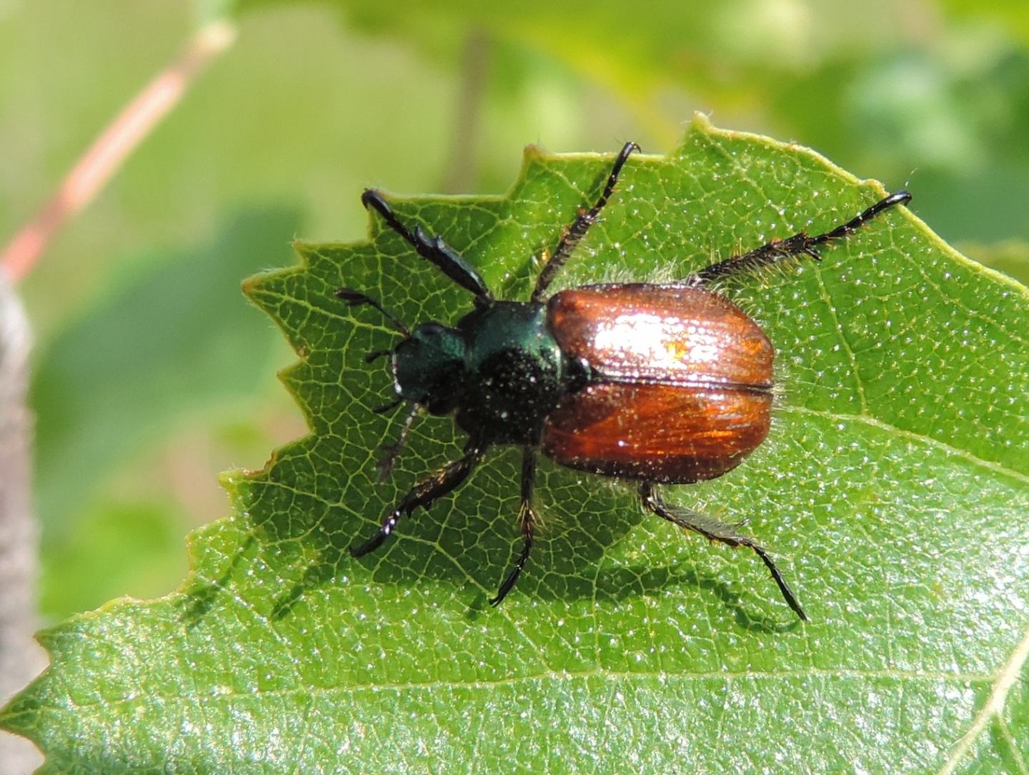 Phyllopertha horticola