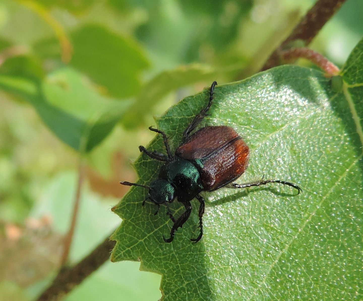 Phyllopertha horticola