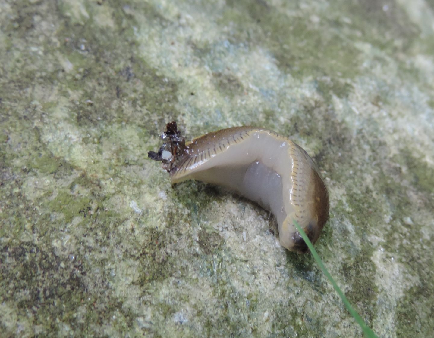 Piccola lumaca da identificare