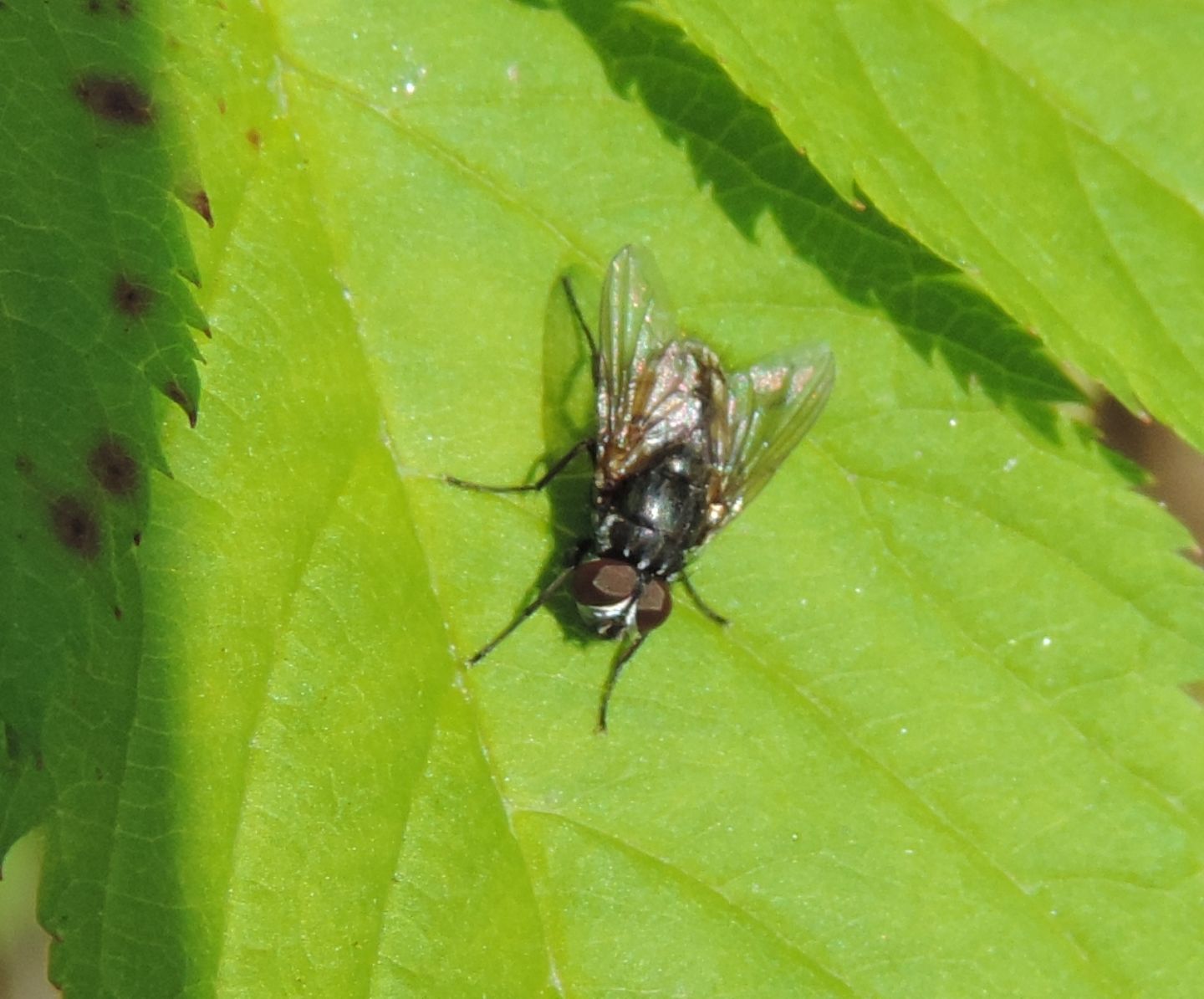 Musca cfr. autumnalis?