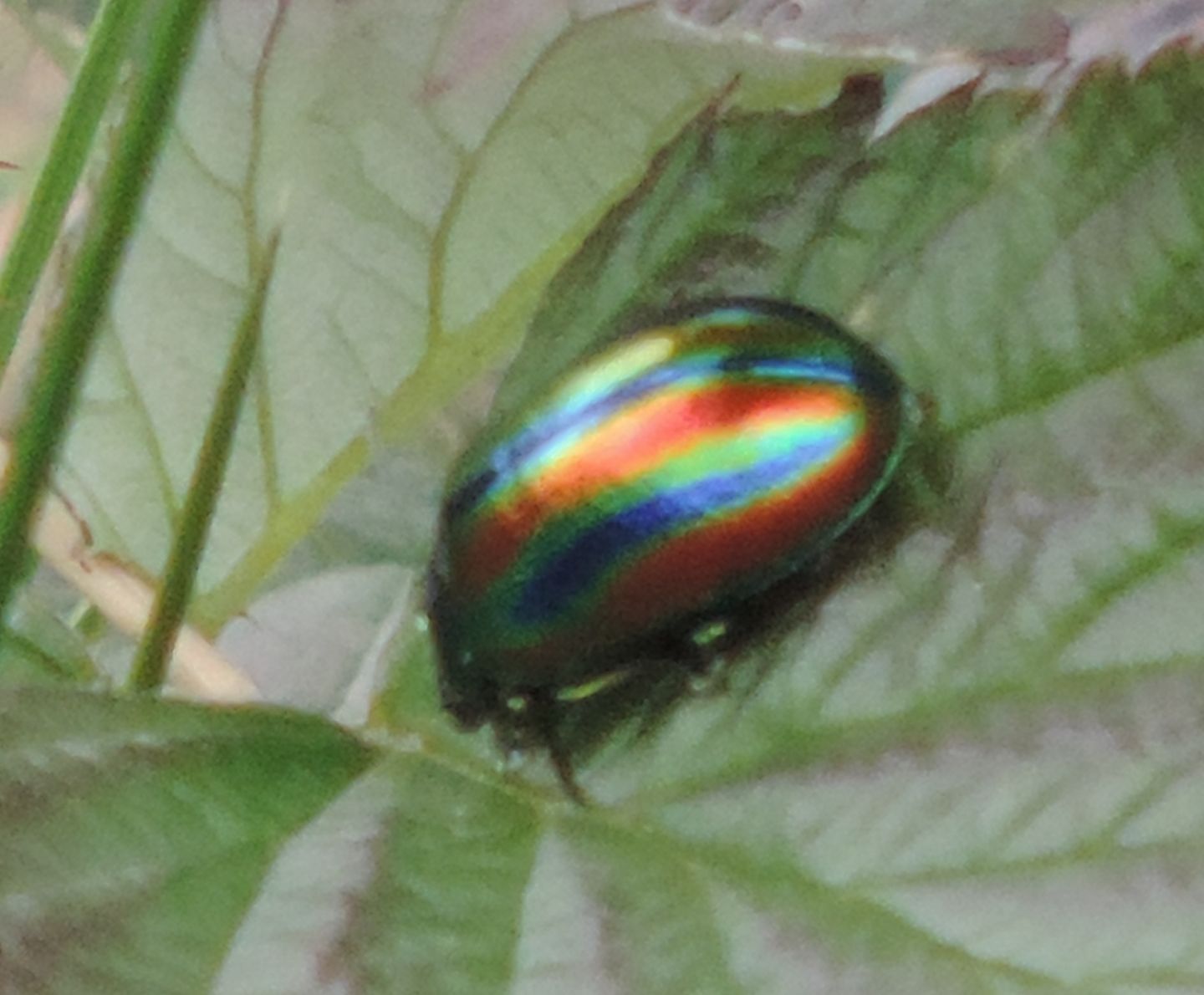 Oreina speciosa ssp. speciosa, Chrysomelidae