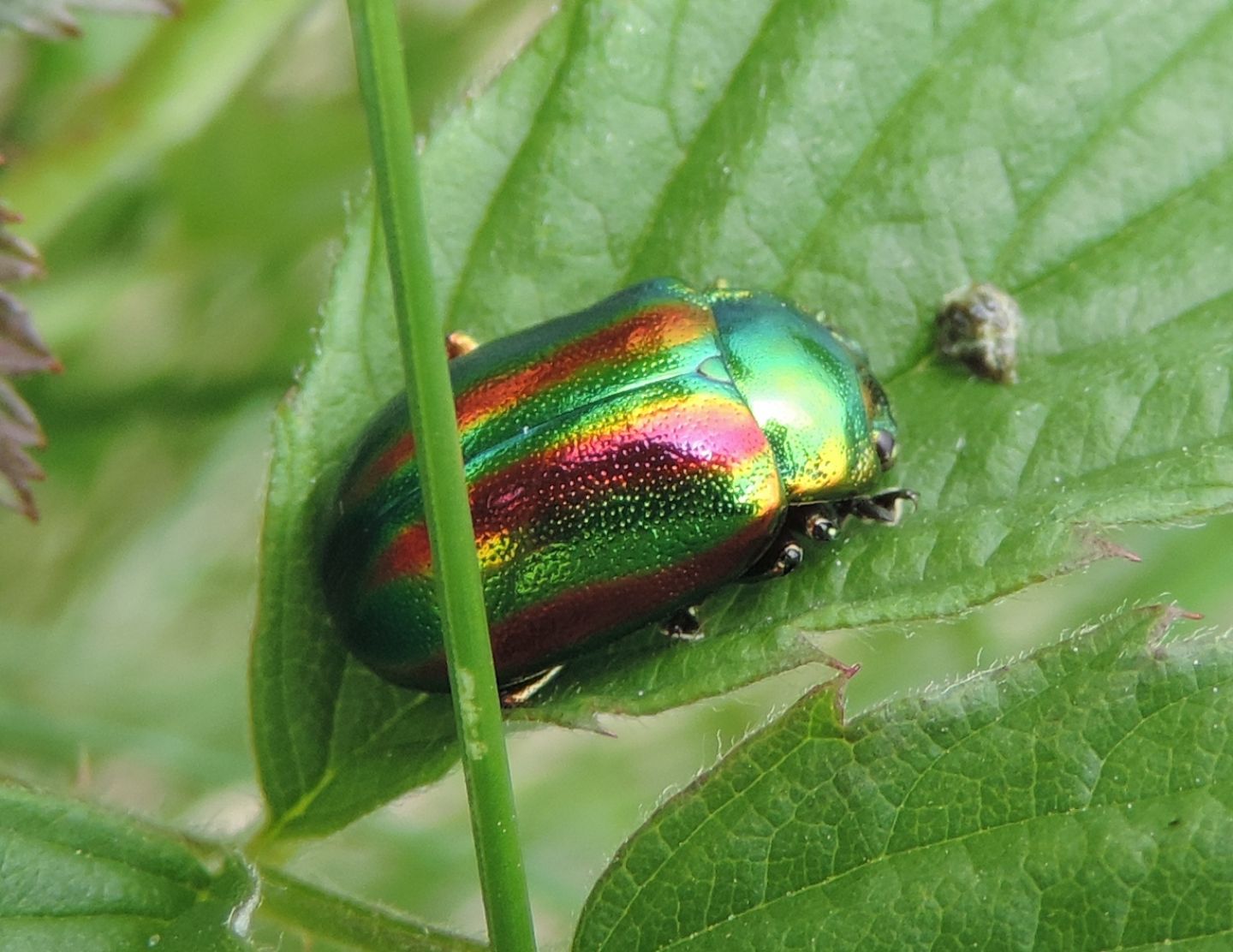 Oreina speciosa ssp. speciosa, Chrysomelidae